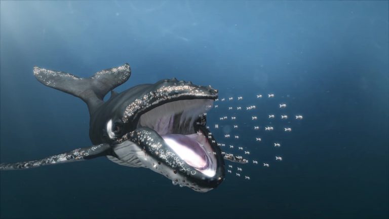 Baleias já detém 45.6% de todos BTC em circulação!