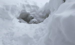 Ambcrypto Bears Stuck In An Avalanche 1ae51cfd 75d4 4512 B353 83c2a1e2be3b 1000x600.png