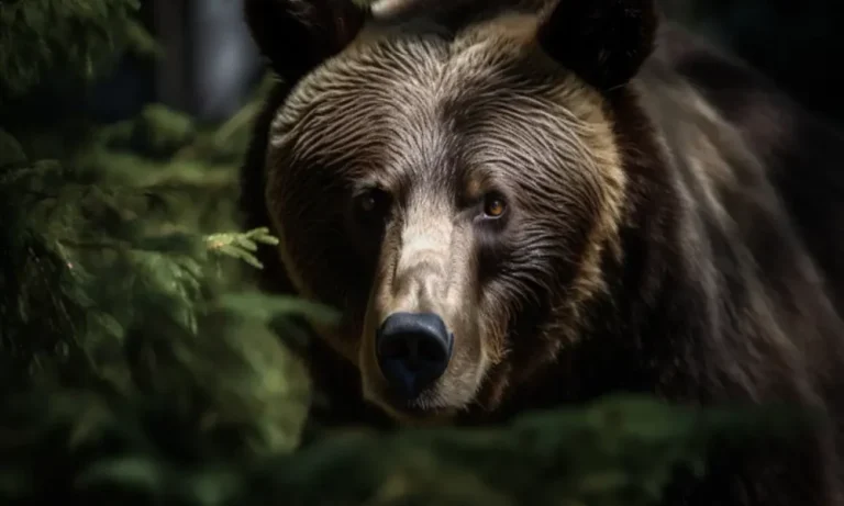 Bear Dip 1000x600.webp.webp