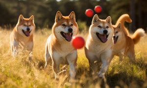 1701349427 Pp 2 Doge Cover 1000x600.jpg