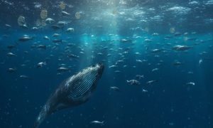 Ambcrypto Prompt A Vast Ocean Scene With Majestic Bitcoin Wha C5e7b1b0 1cb0 4f48 A6af 4e94b4cde164 1000x600.jpg