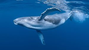 Crypto News Template165.jpg