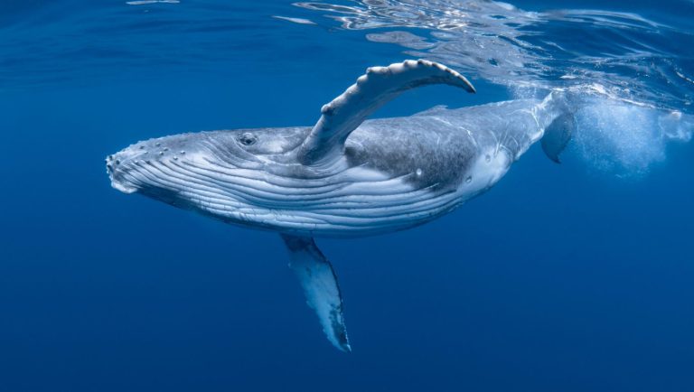 Crypto News Template165.jpg