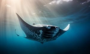 Pp 1 Manta Cover 1000x600.jpg