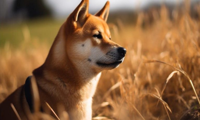 Ambcrypto A Sad Shiba Inu Dog In A Seen On A Field. The Scene C 1a9ad811 0d9e 4791 88ee 1f0b7f56ec67 1000x600.jpg