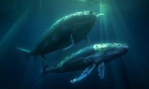 Whales 1000x600.jpg