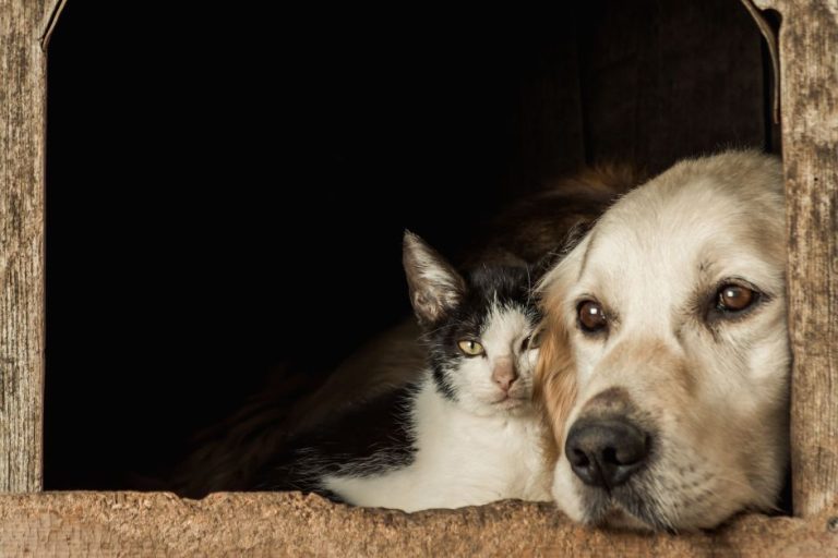 Closeup Shot Of The Snouts Of A Cute Dog And A Cat Sitting Cheek To Cheek.jpg