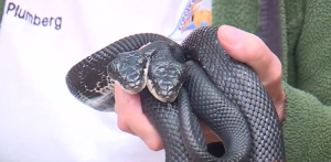 Kmbc06062snakes.png
