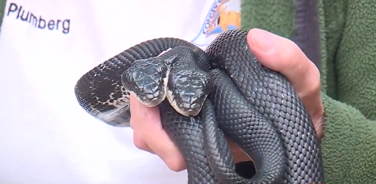 Kmbc06062snakes.png
