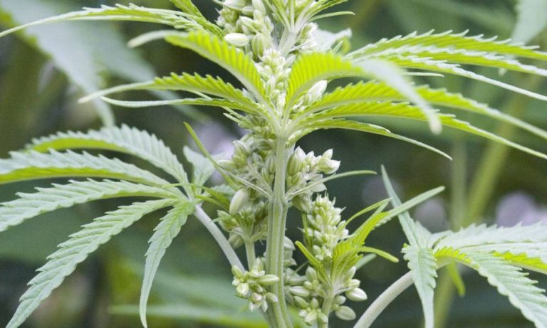 STJ absolve homem acusado de tráfico por cultivo medicinal de cannabis