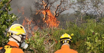 STF flexibiliza normas para contratação de brigadistas e liberação de crédito extraordinário para combate a incêndios