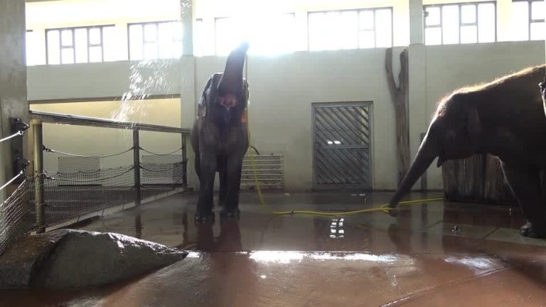 2024 11 10t230947z 2 Lop872010112024rp1 Rtrmadp Baseimage 960x540 Germany Elephant.jpg