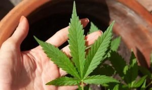 CNJ vai revisar 65 mil casos de presos com falta grave para reverter punições por porte de maconha