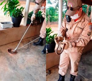 Animais Peconhentos.jpg