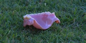 Dentadura Gremio.jpg