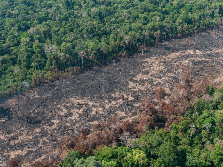 Justiça determina desocupação de família em área de preservação no Parque Estadual Serra do Mar