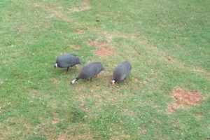 Condomínio é impedido de criar galinhas para controlar escorpiões