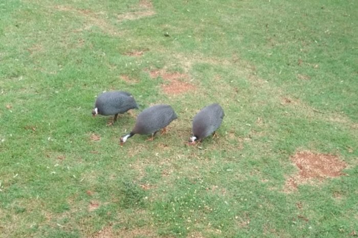 Condomínio é impedido de criar galinhas para controlar escorpiões