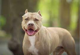 Dono de pitbull é condenado a indenizar criança atacada em condomínio