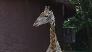 Br Cnn 120225 Live Clean Frame 108098.jpeg