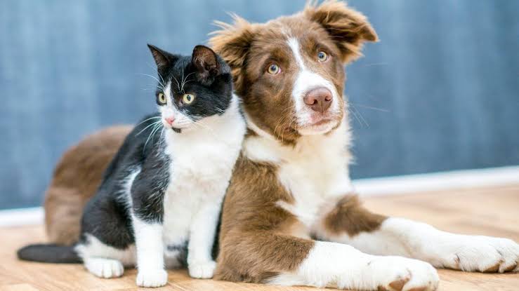 Condomínio não pode proibir morador de ter pet, mas restrição de circulação é mantida