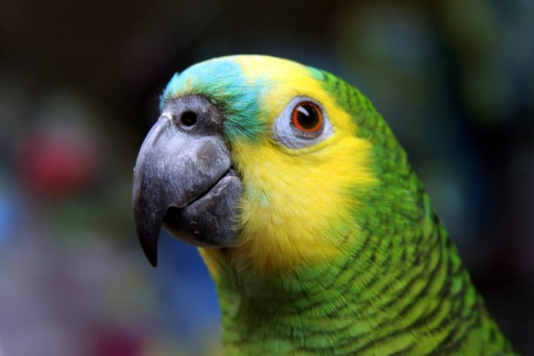 Justiça mantém papagaio com tutor após suspeita de irregularidade em registro