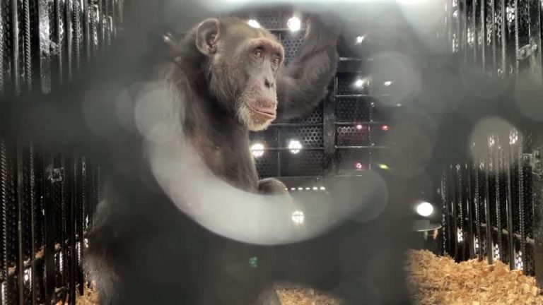 2025 03 23t233043z 4 lop112223032025rp1 rtrmadp baseimage 960x540 colombia chimpanzee.jpg