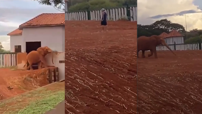 Copia de imagens cnn 33.png