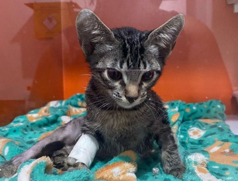 Whatsapp image 2025 03 18 at 16.41.15 e1742328182336.jpeg