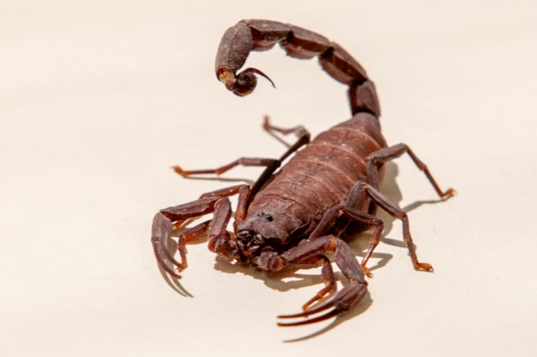 Supermercado é condenado a pagar R$ 8 mil após cliente ser picada por escorpião