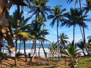 STF invalida lei que permitia supressão de vegetação na Mata Atlântica para implantar empreendimentos