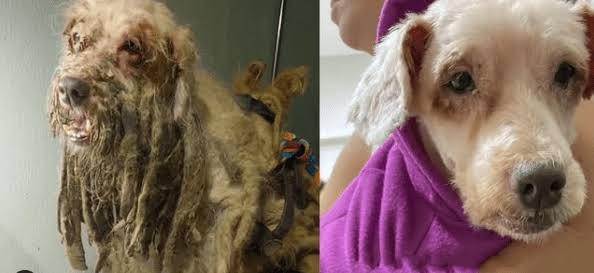 Cão resgatado após maus-tratos é reconhecido como parte autora em ação por danos morais