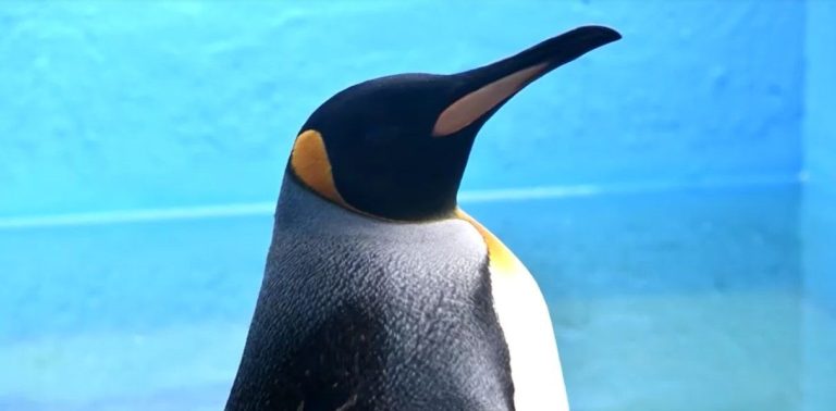 Pinguim argentina 1.jpg