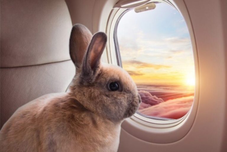Suporte emocional: TJ-PR autoriza passageira a viajar com coelho em cabine de avião