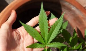 MP orienta atuação de policiais do RN sobre posse de maconha após decisão do STF