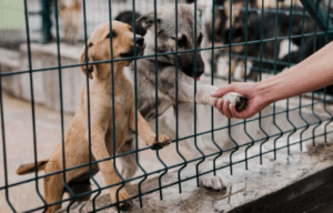 TJ-SP condena canil em R$ 50 mil por maus-tratos a mais de 1.700 cães; verba será revertida ao Fundo de Interesses Difusos