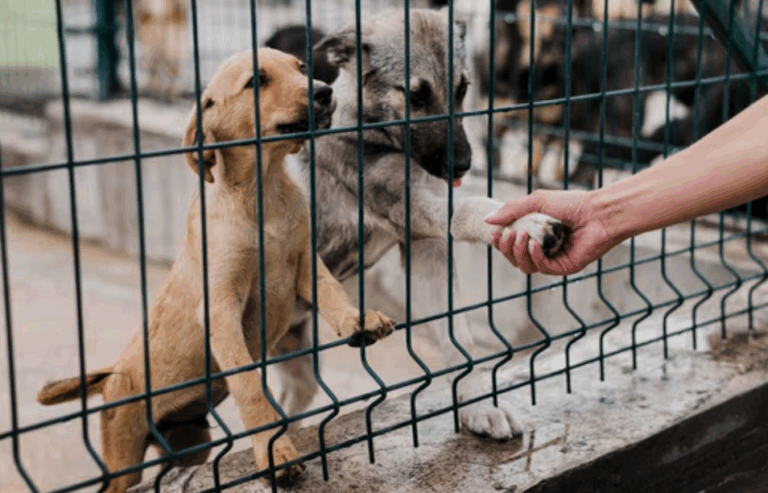 TJ-SP condena canil em R$ 50 mil por maus-tratos a mais de 1.700 cães; verba será revertida ao Fundo de Interesses Difusos