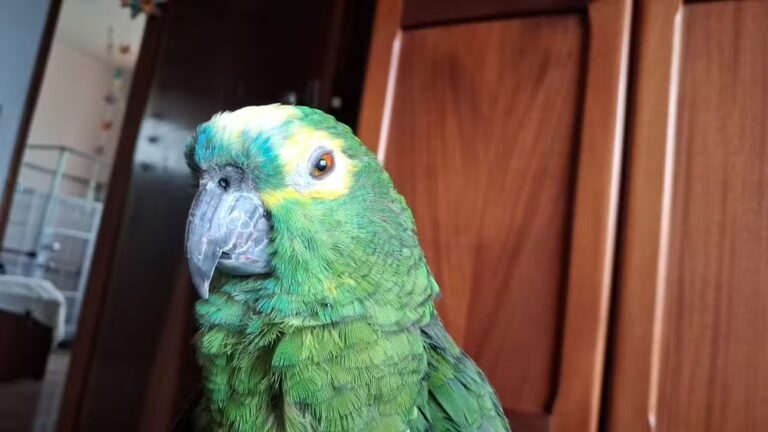 Justiça concede guarda definitiva de papagaio-verdadeiro a mulher com autismo