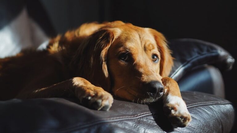 Justiça de SP nega pedido de pensão alimentícia para cachorro após divórcio dos tutores