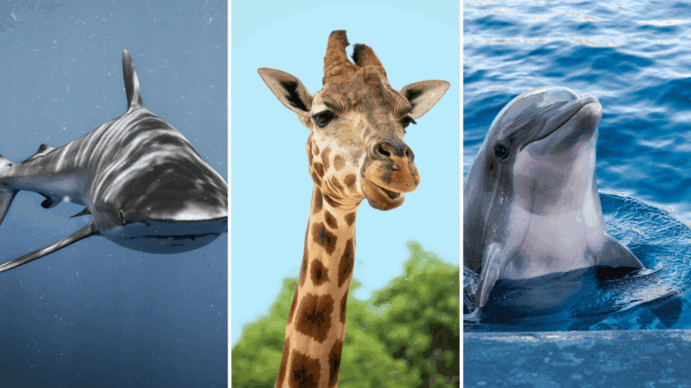 5 animais curiosos que nunca dormem e estão sempre ligados — ou quase isso