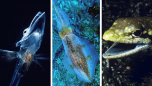 7 animais na natureza com sangue colorido, como azul, roxo e até verde