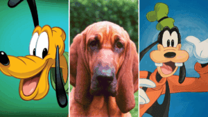 Bloodhound | Conheça a raça do Pluto, o sabujo do Pateta, que também é cachorro