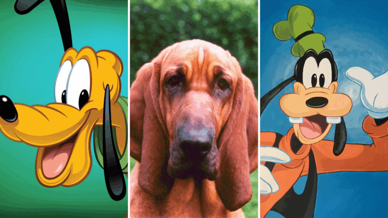Bloodhound | Conheça a raça do Pluto, o sabujo do Pateta, que também é cachorro