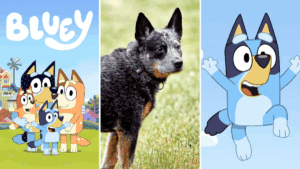 Boiadeiro australiano | Conheça a raça dos cachorros do desenho animado Bluey