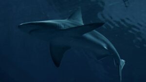 Cientistas descobrem como tubarão-azul consegue mudar de cor igual a um camaleão