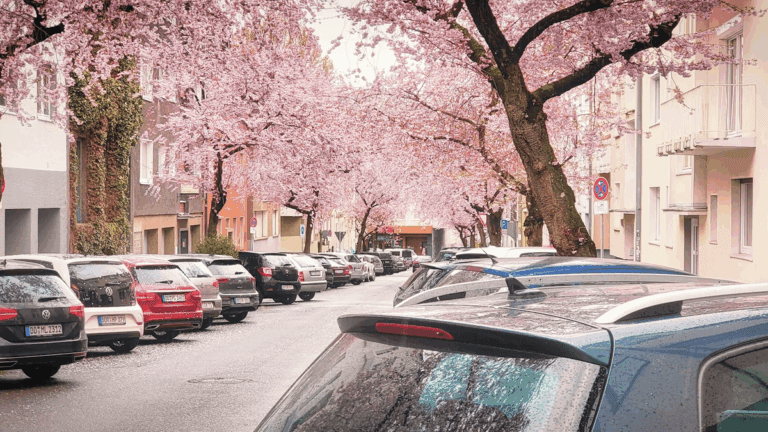 Flores podem manchar o carro? Veja dicas para cuidar da pintura automotiva