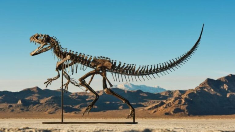 Fóssil de dinossauro é arrematado por US$ 30,5 milhões e faz dele o 3º mais caro