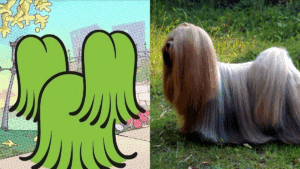 Lhasa Apso (com pouca tosa) | Conheça raça do Floquinho, cachorro do Cebolinha