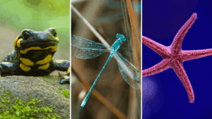 Muito além das borboletas... 5 animais que passam por metamorfoses fantásticas