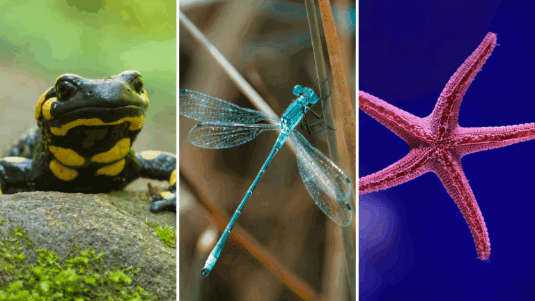 Muito além das borboletas... 5 animais que passam por metamorfoses fantásticas